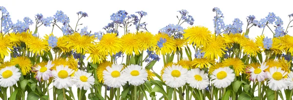 Real spring flowers border — Stock Photo, Image