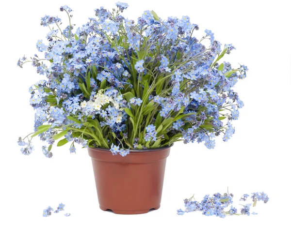 Big bouquet from Forget-me-nots (Myosotis) — Stock Photo, Image
