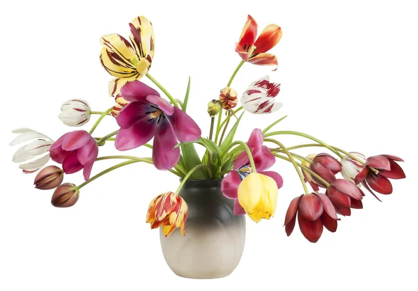 Tulipani sbiaditi a strisce — Foto Stock