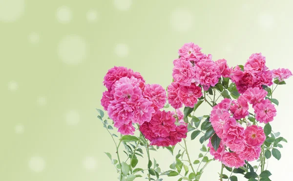 Pink roses branches postcard — Stock Photo, Image