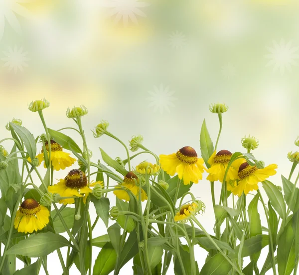 Sarı çiçekli bahar kolaj — Stok fotoğraf