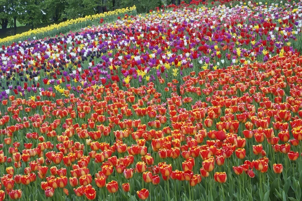 Tulipany rosną na tle łąka — Zdjęcie stockowe