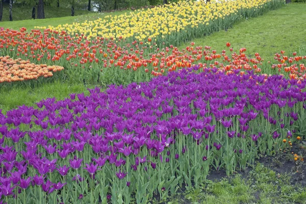 Тюльпаны растут на поле — стоковое фото