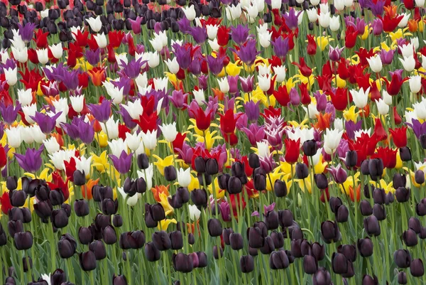 Tulipani crescono su uno sfondo prato — Foto Stock