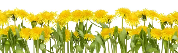 Borda de flores de primavera real — Fotografia de Stock