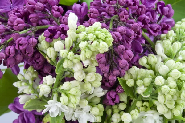 Sfondo da un lilla bianco e viola — Foto Stock