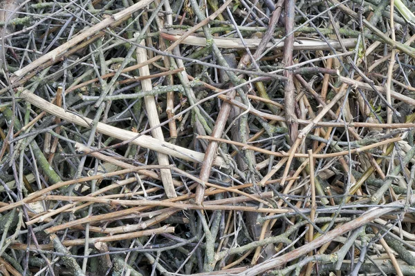 Фон из набора тонких сухих ветвей — стоковое фото