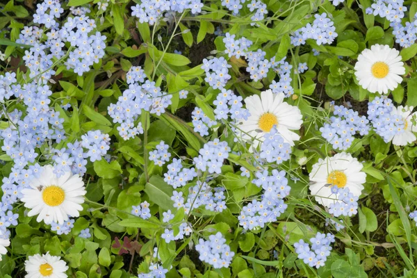 Weiße Gänseblümchen und blaue Blüten — Stockfoto