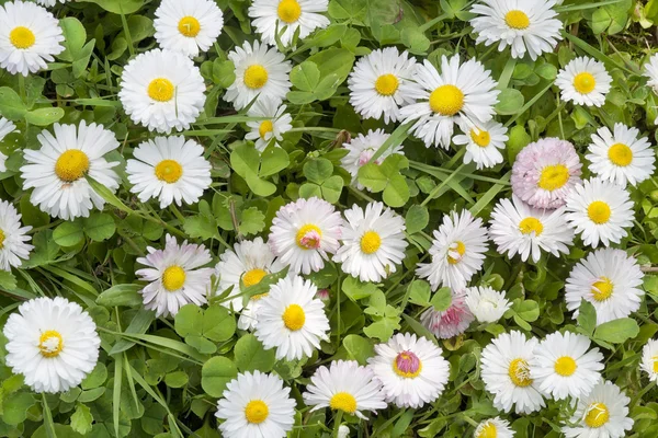 White and pink daisies — Stock Photo, Image