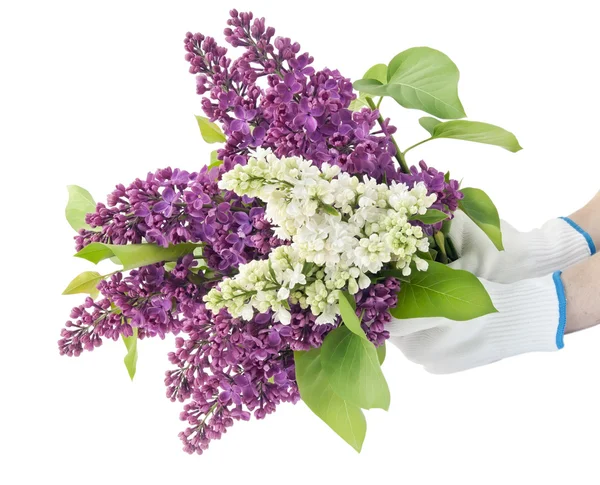In hands of the farmer the big lilac bouquet — Stock Photo, Image