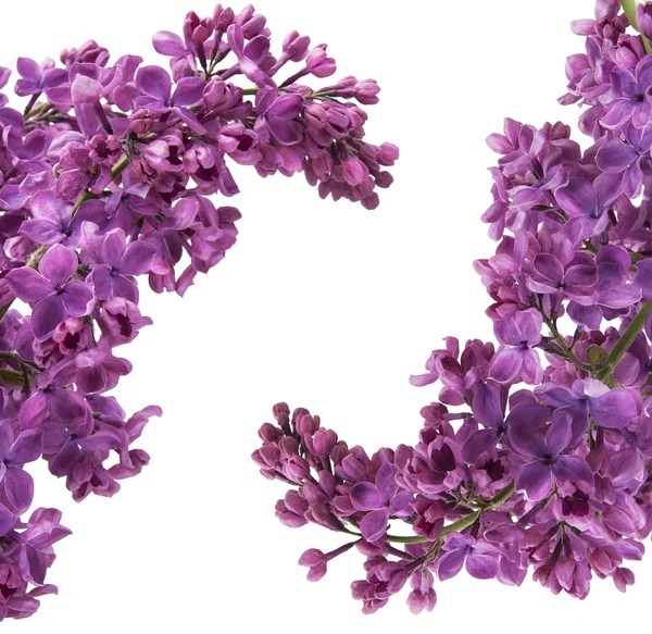 Purple lilac postcard — Stock Photo, Image