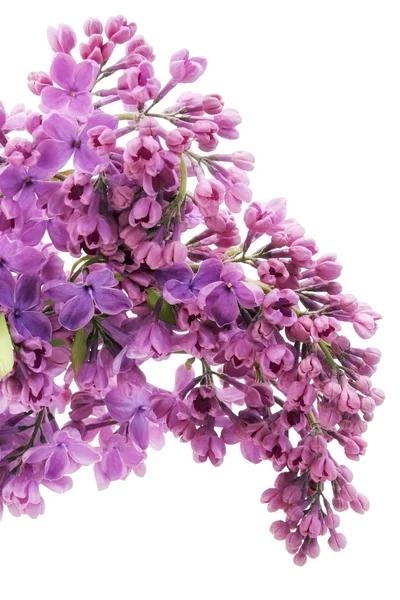 Macro lilás roxo — Fotografia de Stock