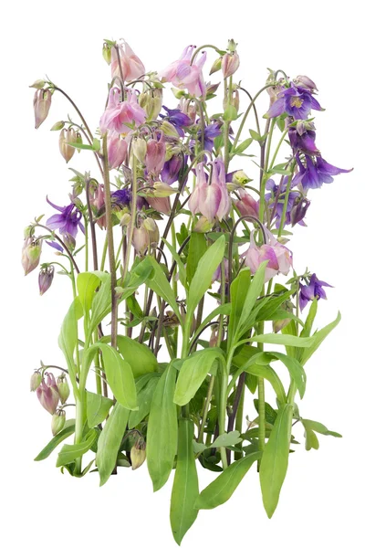 Zachte tuin violet roze bloem — Stockfoto