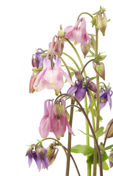 Zachte tuin violet roze bloem briefkaart — Stockfoto