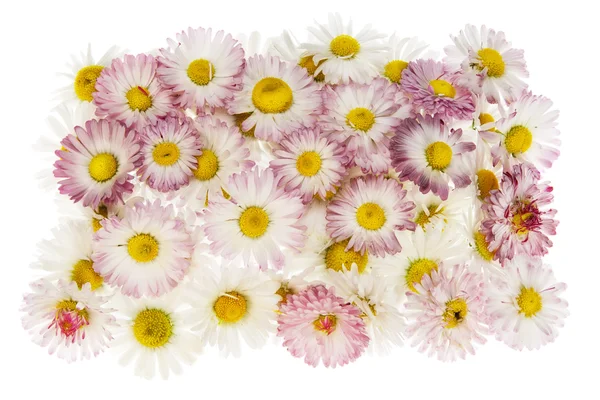 Медальйон з справжніх весняних рожевих ромашок — стокове фото