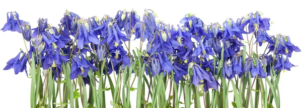 Изолированные голубые цветы — стоковое фото