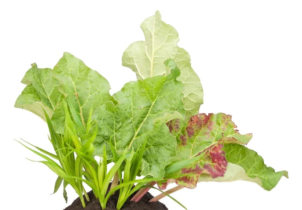 Garten Rhabarber Gemüsepflanze — Stockfoto
