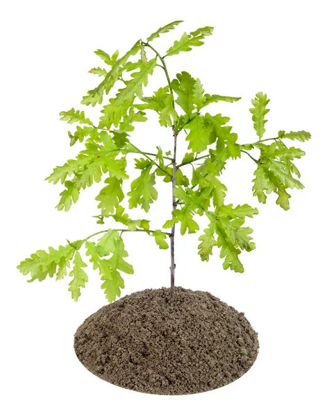 Sprout of the European oak tree — Stock Photo, Image