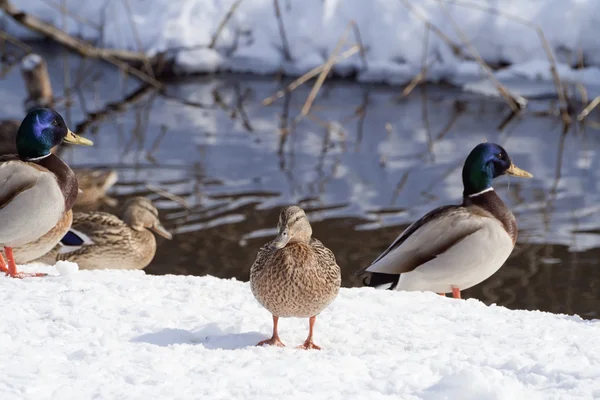 Divoké kachny na sněhu v zimě — Stock fotografie