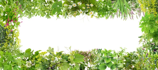 Zielony sztandar z roślin — Zdjęcie stockowe