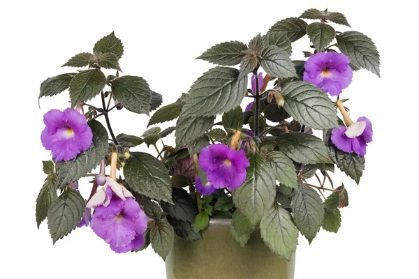 Donkere violet plant — Stockfoto