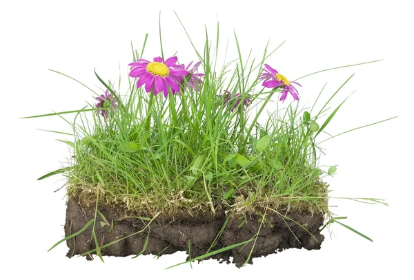 Massa gräsmatta - min jorden-koncept — Stockfoto