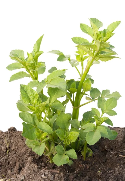 Ung planta, gro en trädgård dahlia — Stockfoto