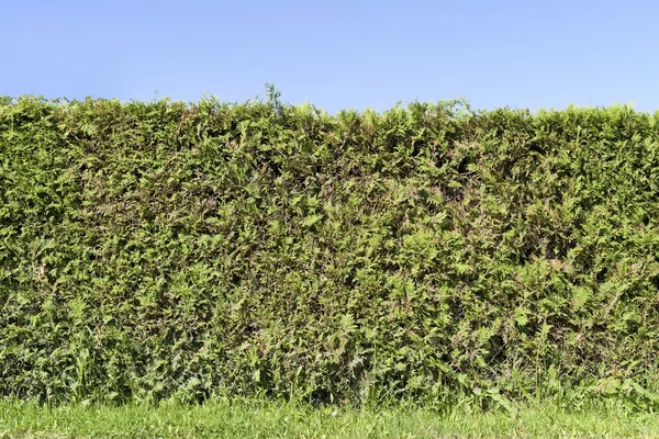 Fragment of a rural fence hedge from evergreen plants — Stock Photo, Image