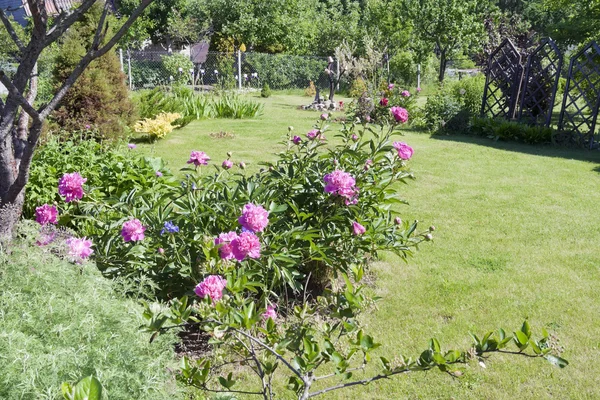 Bushova růžové pivoňky roste v okrasné zahradě — Stock fotografie