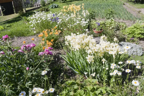 Junho canteiro de flores em um pequeno jardim — Fotografia de Stock