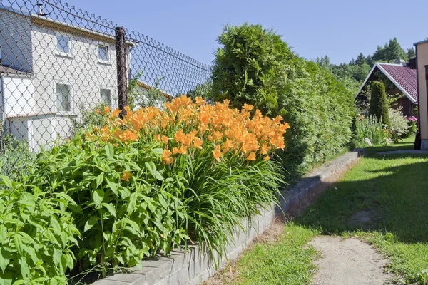 Blumen in der Nähe einfacher Bauernhäuser — Stockfoto