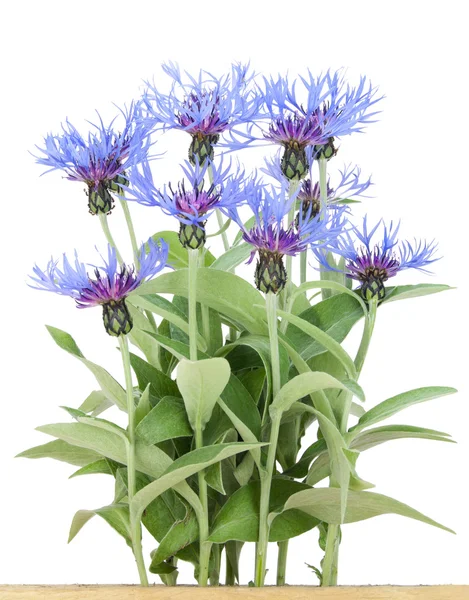 Кущ садових синіх квітів — стокове фото