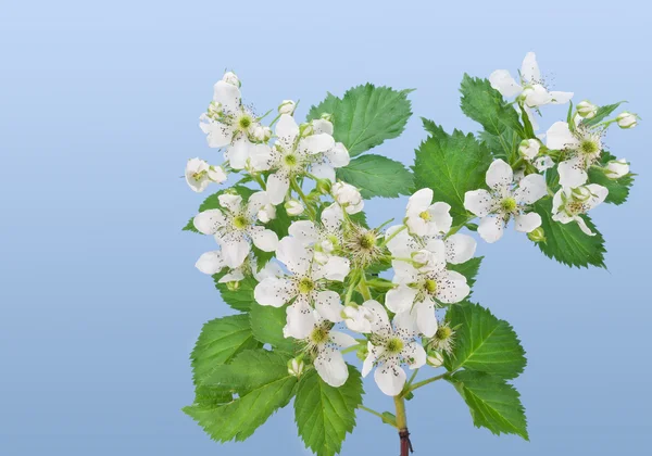 Květiny zahradní blackberry — Stock fotografie
