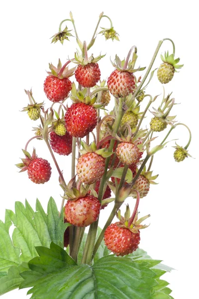 Wood wild strawberry — Stock Photo, Image