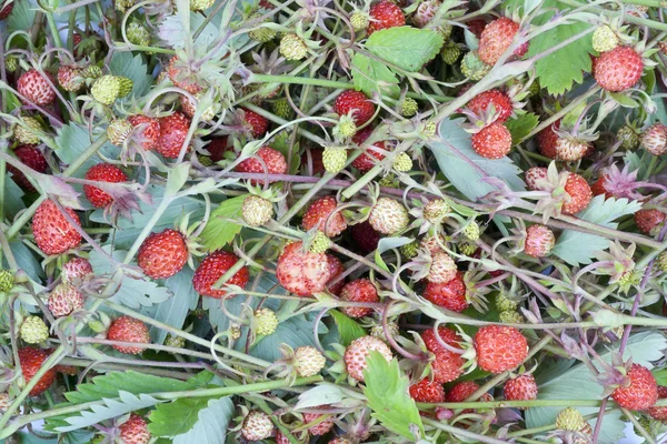 Trä wild strawberry bakgrund — Stockfoto