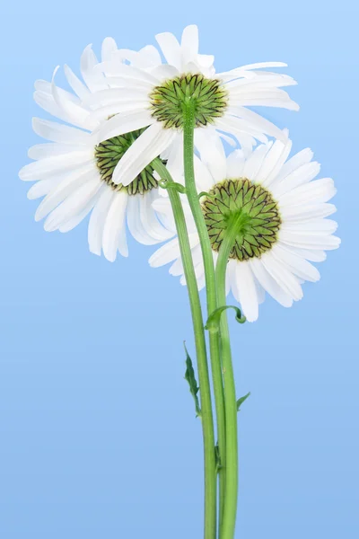 Three white camomiles against the cyan sky — Stock Photo, Image