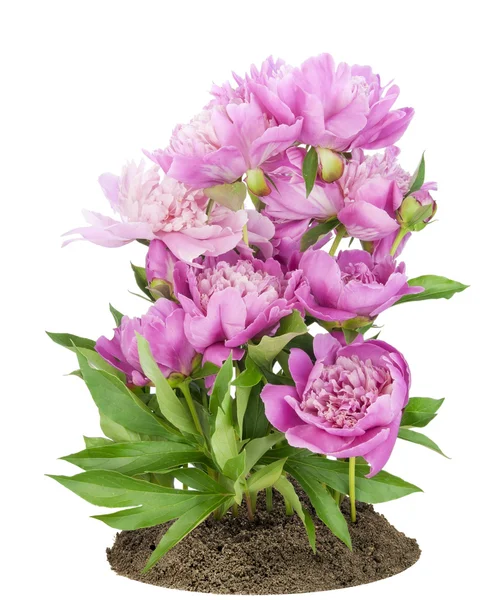 Small bush of the European pink peonies — Stock Photo, Image