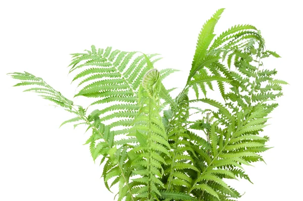 Wild fern bush isolated — Stock Photo, Image