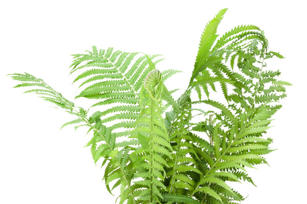 Wild fern bush isolated
