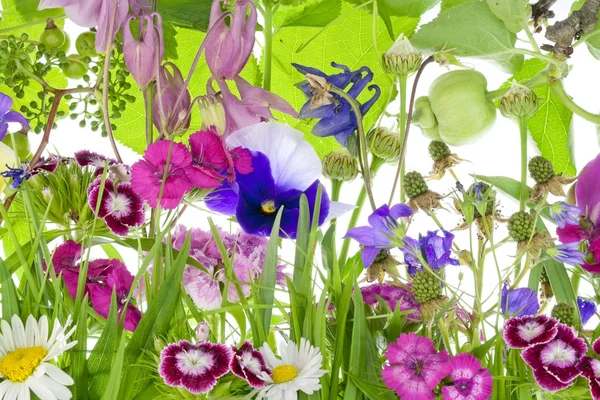 Szokatlan fantasztikus kis kert — Stock Fotó