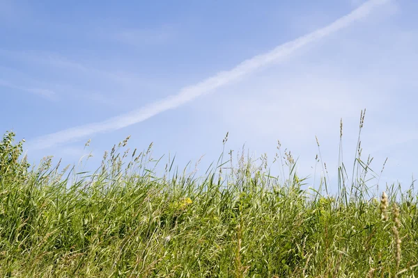 Grass against on sky — Stock Photo, Image