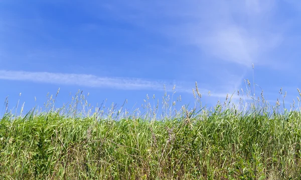 Gras gegen Himmel — Stockfoto
