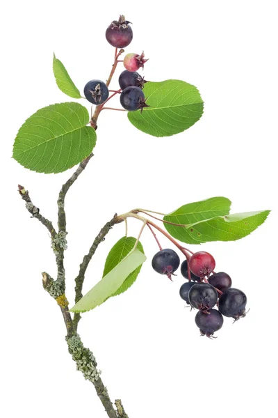 Red and blue berries on a tree branch — Stock Photo, Image