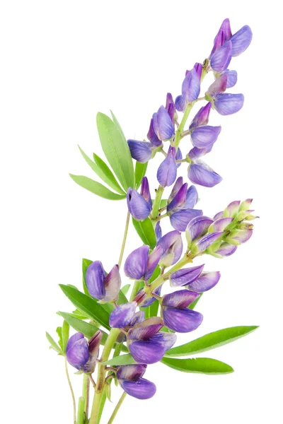 Violet tiny lupine — Stock Photo, Image