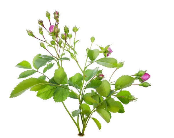 Mini pink rose bush isolated — Stock Photo, Image