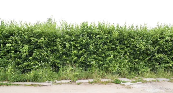 Fragment of a green hedge from a hawthorn — Stock Photo, Image