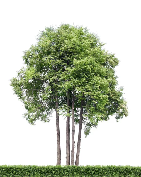 Geïsoleerde bomen en hedge — Stockfoto