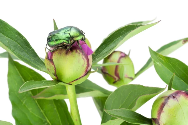 Зеленый жук на зеленых бутонах — стоковое фото