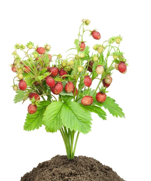 布什的草莓在孤立的土壤中 — 图库照片