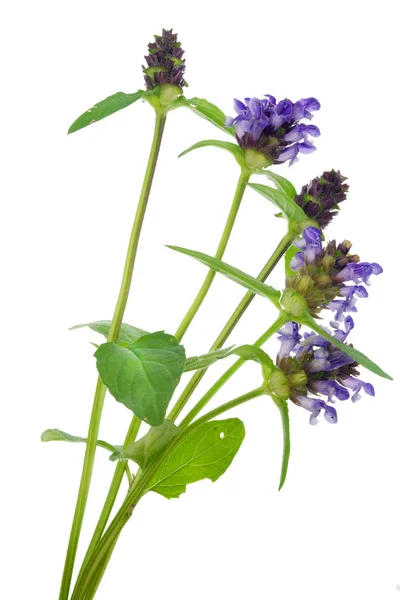 Einfache wilde blaue Blume Makro-Postkarte — Stockfoto